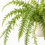 Boston Fern Green Lady Hanging Pot  2