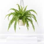 Boston Fern Green Lady Hanging Pot  1