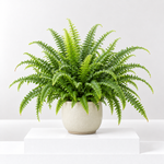 Carbeth Plants Top 3 Indoor Mix  4