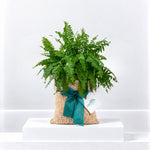 Boston Fern in Hessian Gift Wrap  1
