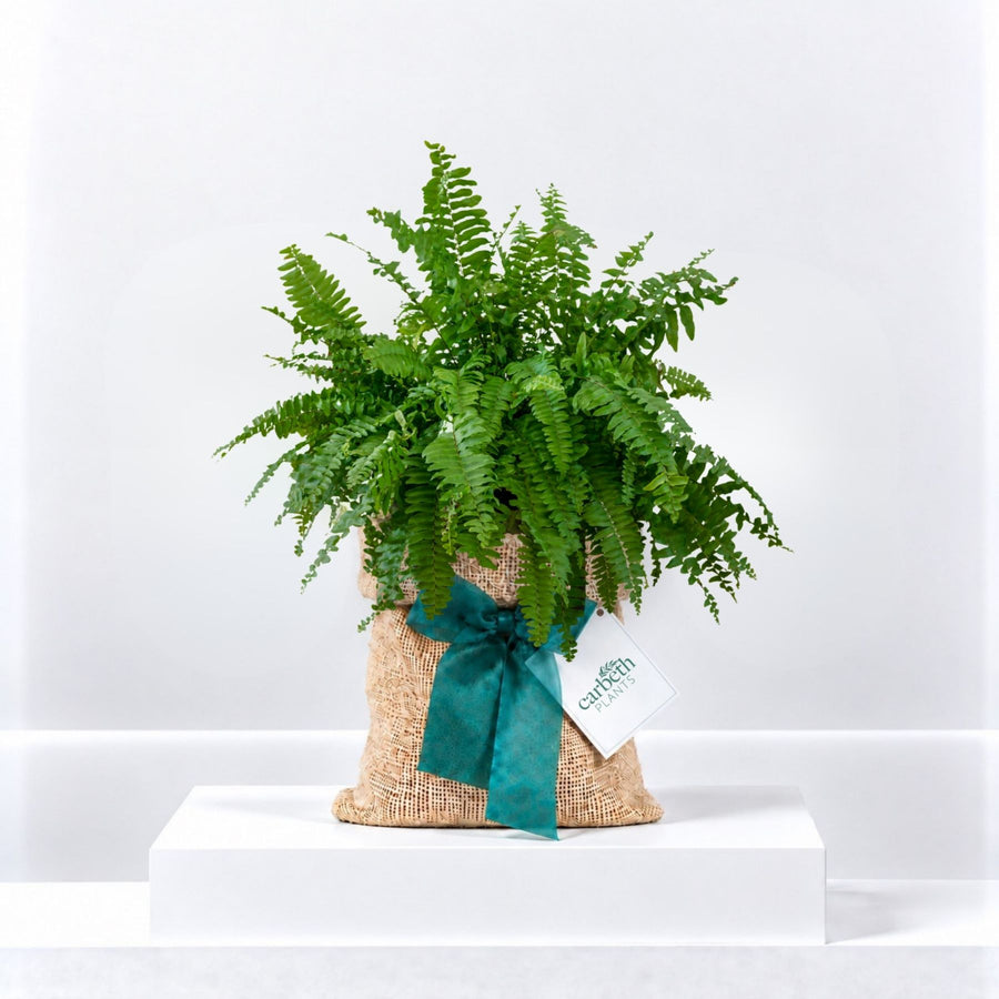 Boston Fern in Hessian Gift Wrap  1