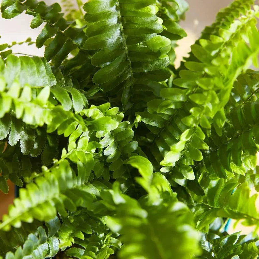 Mini Indoor Plant Mix bostonfern 16