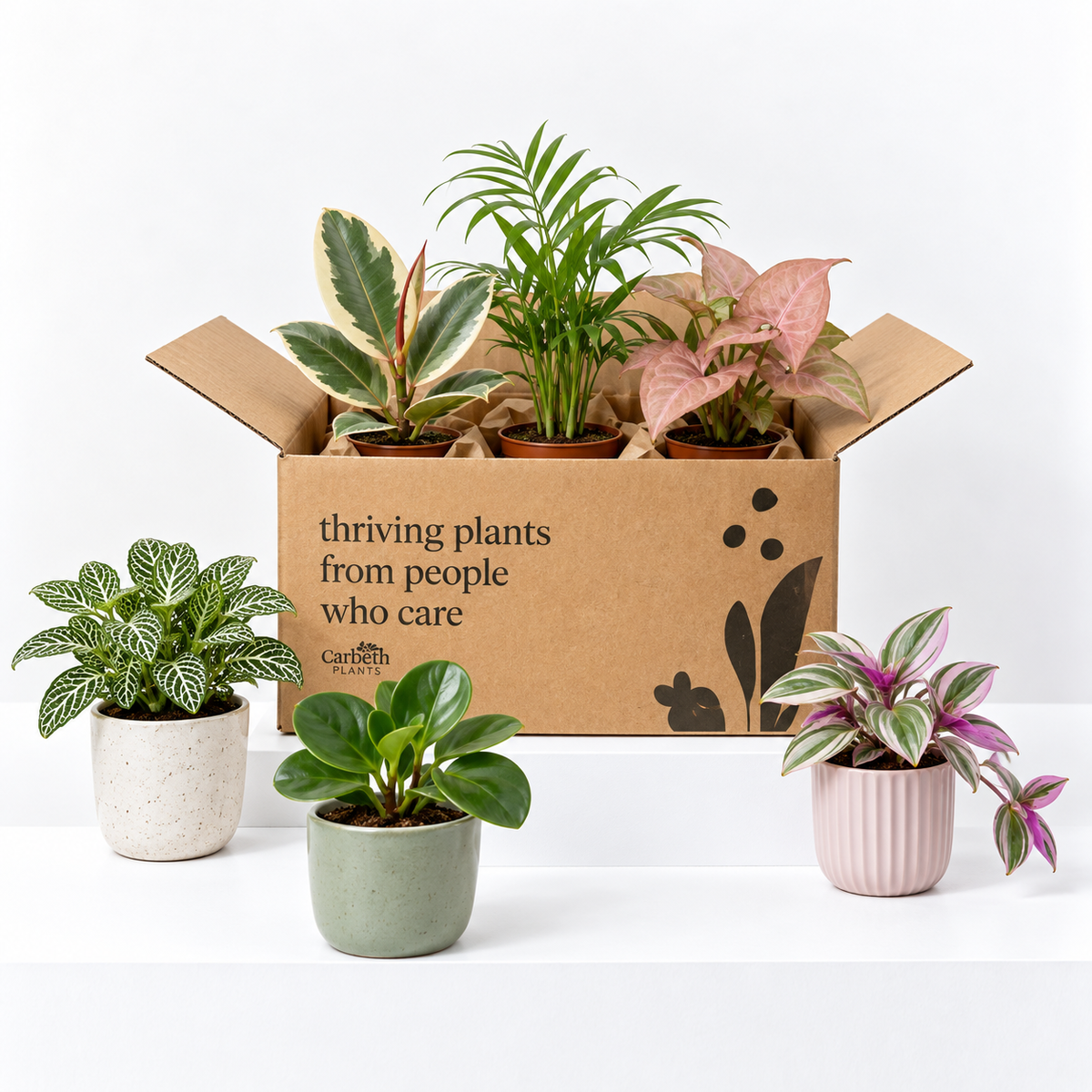 Mini Design Plants Build Your Own - Mini Indoor Plant Mix