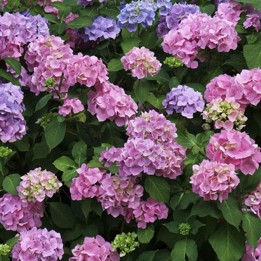 Hydrangea Macrophylla Plant  8