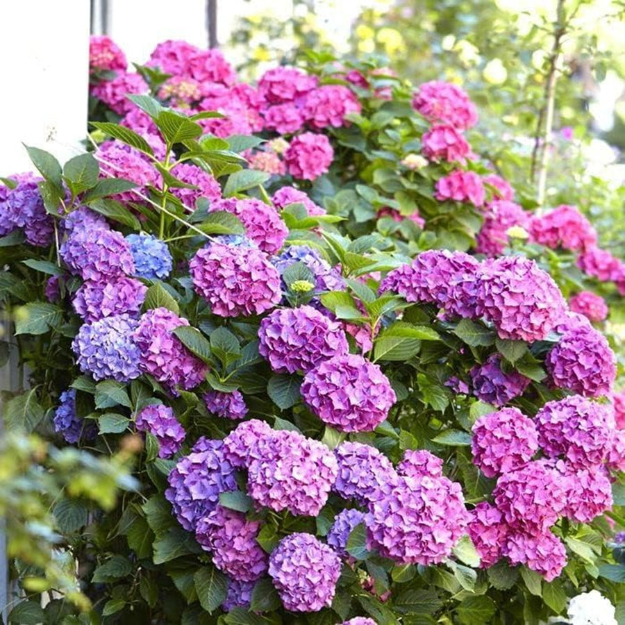 Hydrangea Bouquet Rose Hydrangea macrophylla 'Bouquet Rose' image2 3