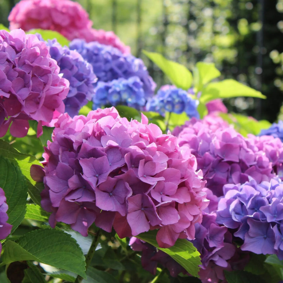 Hydrangea Bouquet Rose Hydrangea macrophylla 'Bouquet Rose' image1 2