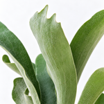 Platycerium veitchii 'Braam' - Staghorn Fern  2