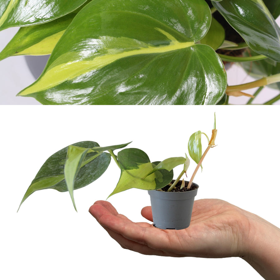 Philodendron Scandens Brasil Hanging Plant brasil 1