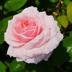 Bride and Groom Bare Root Rose  1