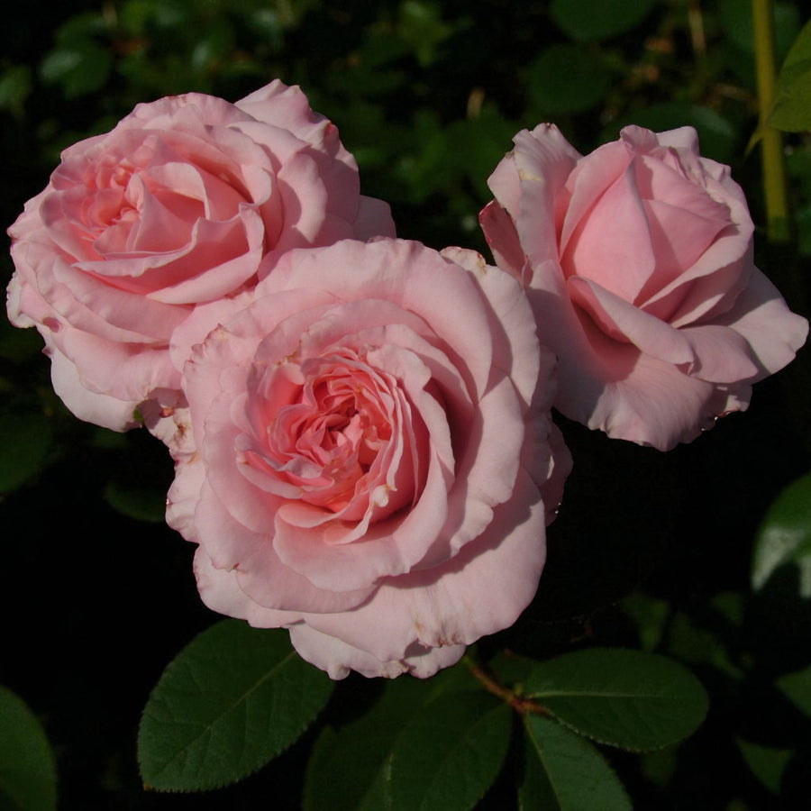 Bride and Groom Bare Root Rose  3