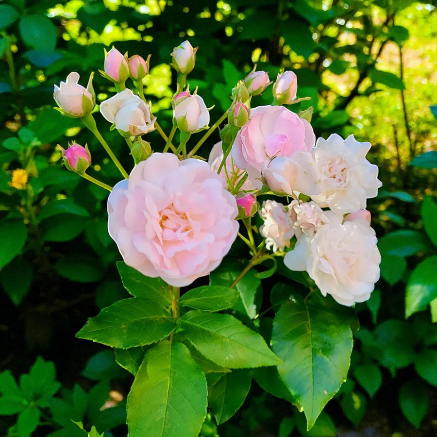 Bride and Groom Bare Root Rose  2