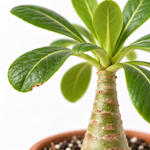 Brighamia insignis 'Hawaiian Palm'  2