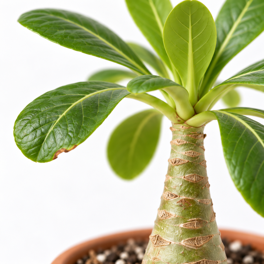 Brighamia insignis 'Hawaiian Palm'  2