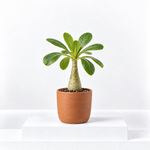 Brighamia insignis 'Hawaiian Palm'  1