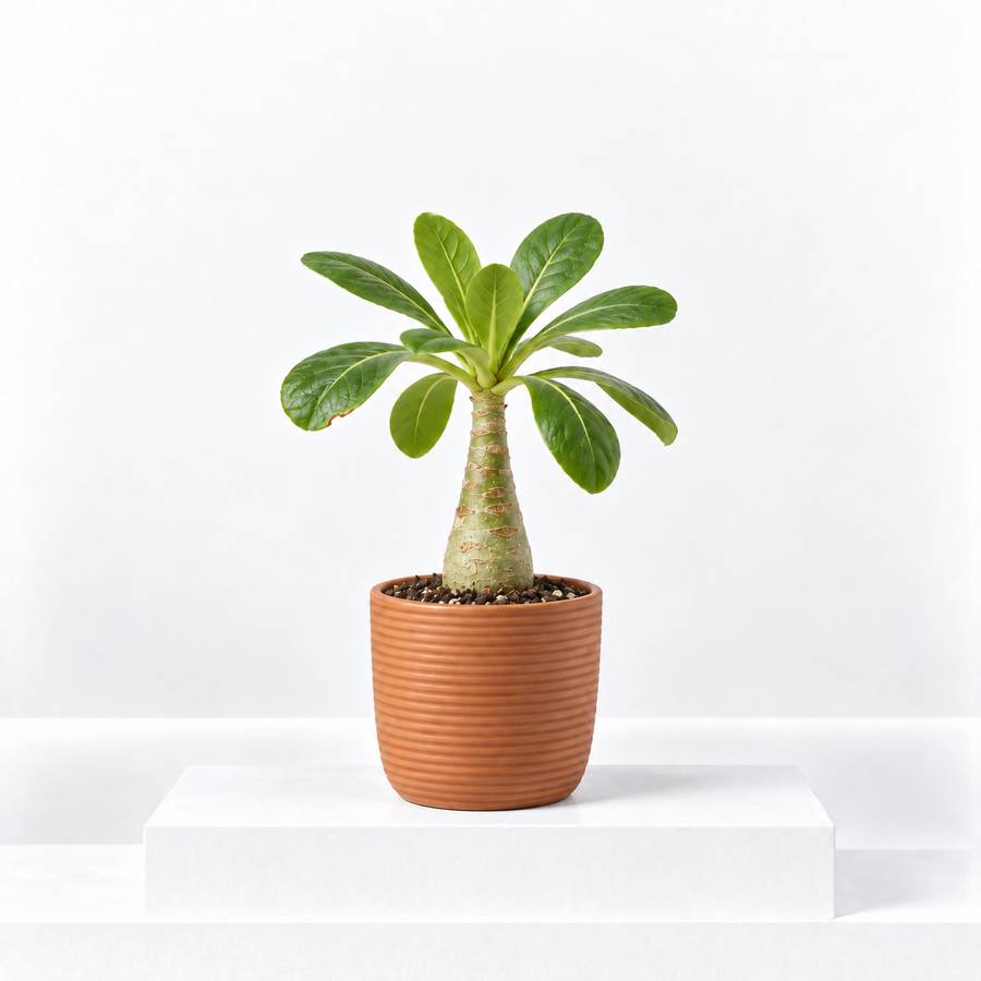 Brighamia insignis 'Hawaiian Palm'  1
