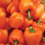 Bell Pepper Plant  5
