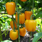 Bright Star Bell Pepper  2