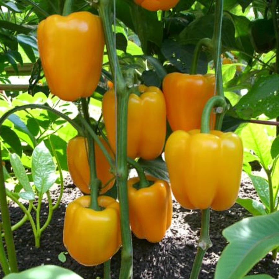 Bright Star Bell Pepper  3