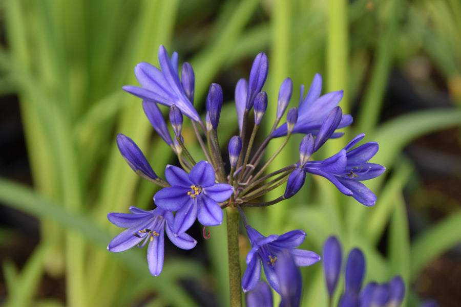 Agapanthus Brilliant Blue - African Lily brilliant_blue3 4