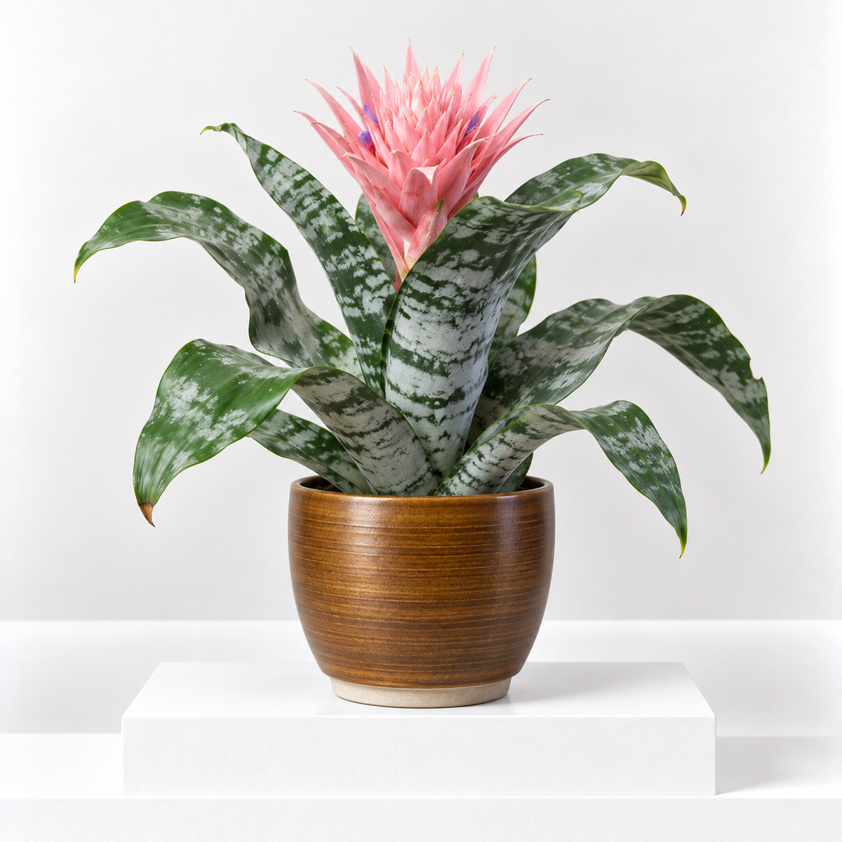 Bromeliad Urn Plant | Aechmea Fasciata