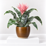 Bromeliad Urn Plant  1