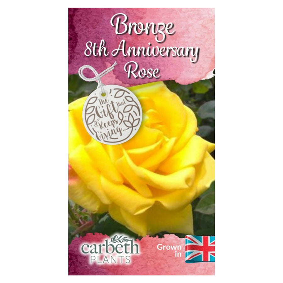 Bronze 8th Wedding Anniversary Rose Bush Gift Wrapped  4