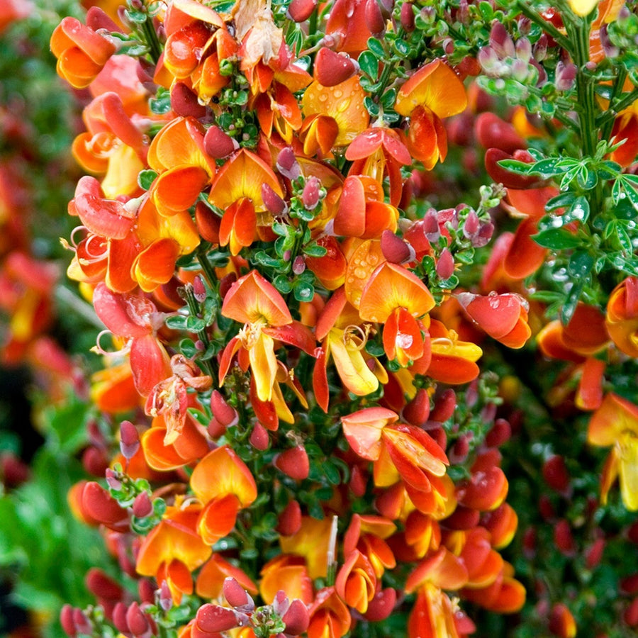 Cytisus Broom Mix (4 Plants) Cytisus Broom Mix (4 Plants) image2 2