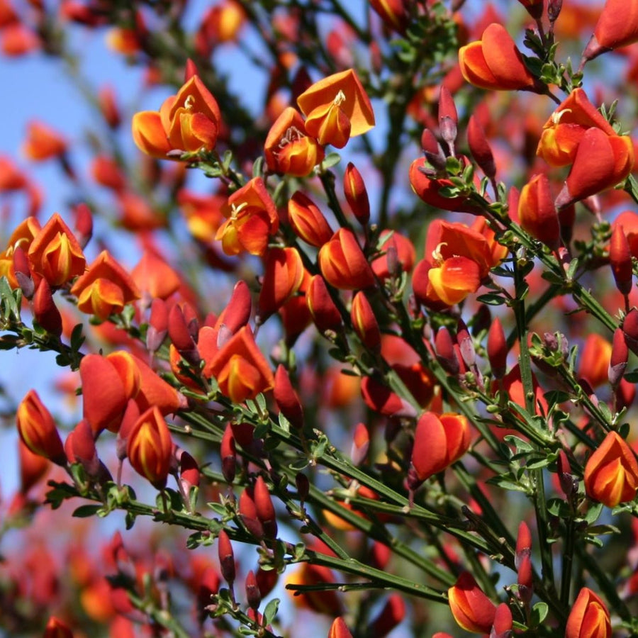 Cytisus Broom Mix (4 Plants) Cytisus Broom Mix (4 Plants) image3 3