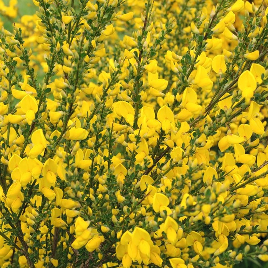 Cytisus Broom Mix (4 Plants) Cytisus Broom Mix (4 Plants) image4 4