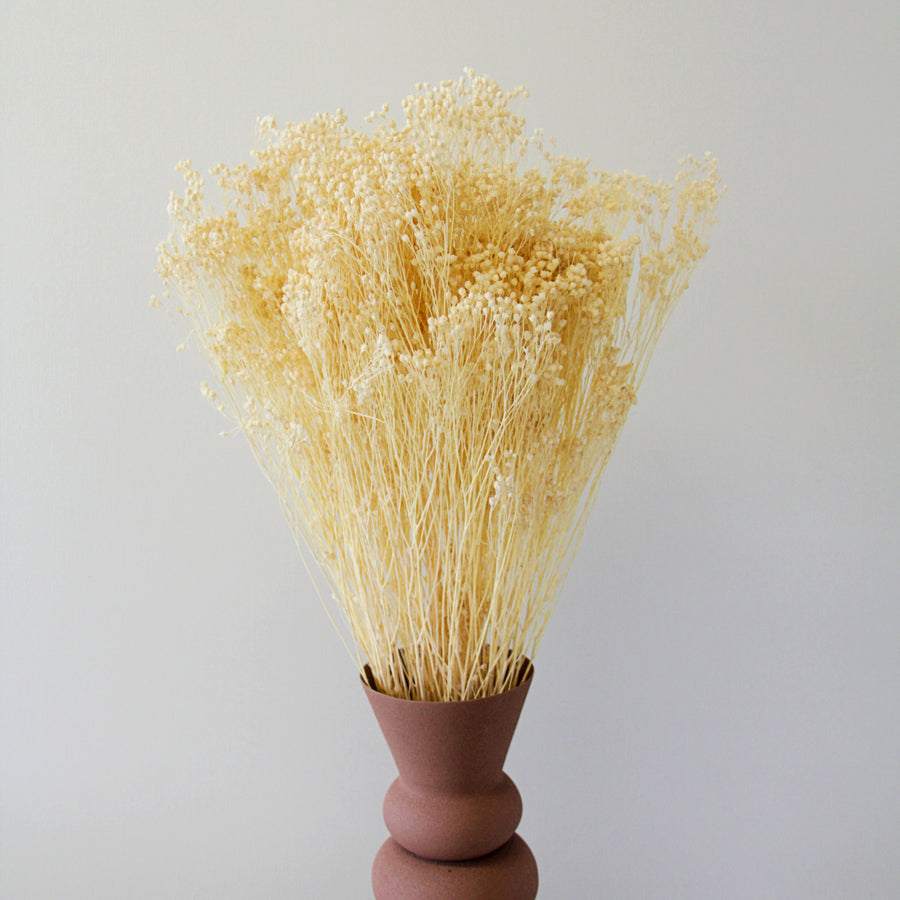 White Bleached Dried Broom Bloom Bunch broombloom2 1