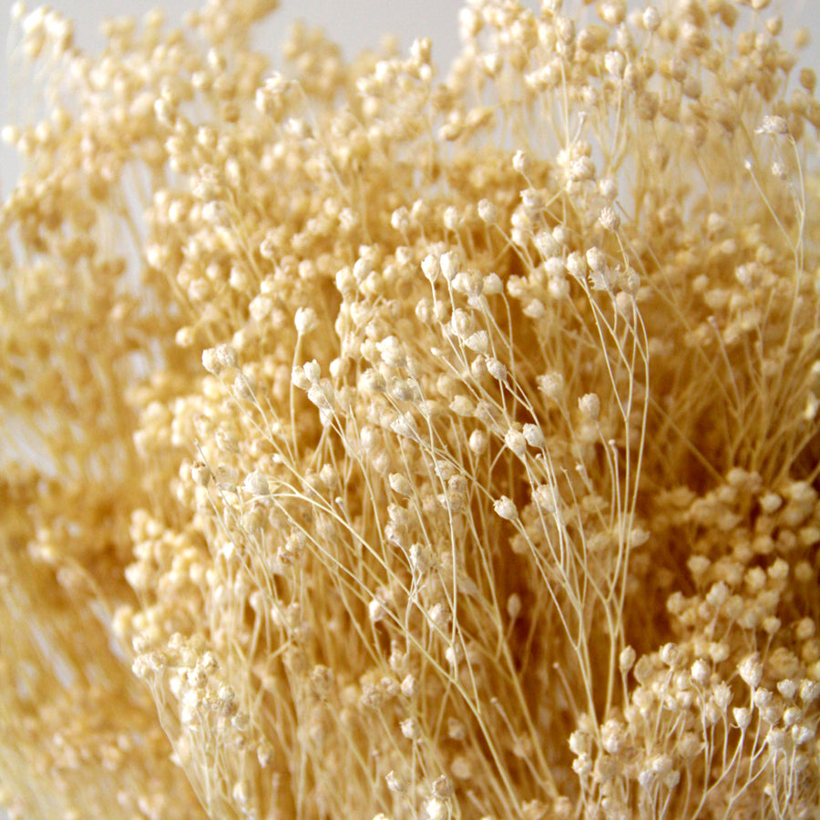 White Bleached Dried Broom Bloom Bunch broombloom3 3