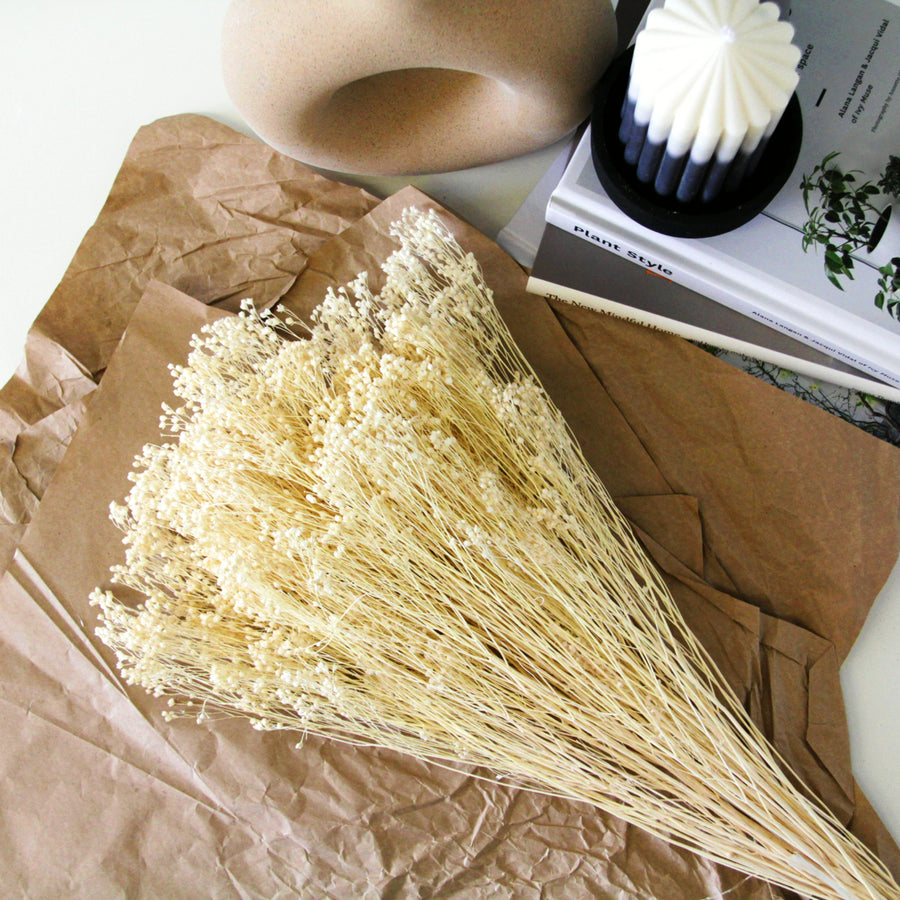 White Bleached Dried Broom Bloom Bunch broombloom5 7