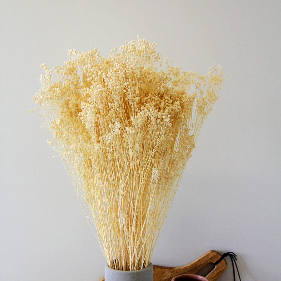 White Bleached Dried Broom Bloom Bunch broombloom6 5