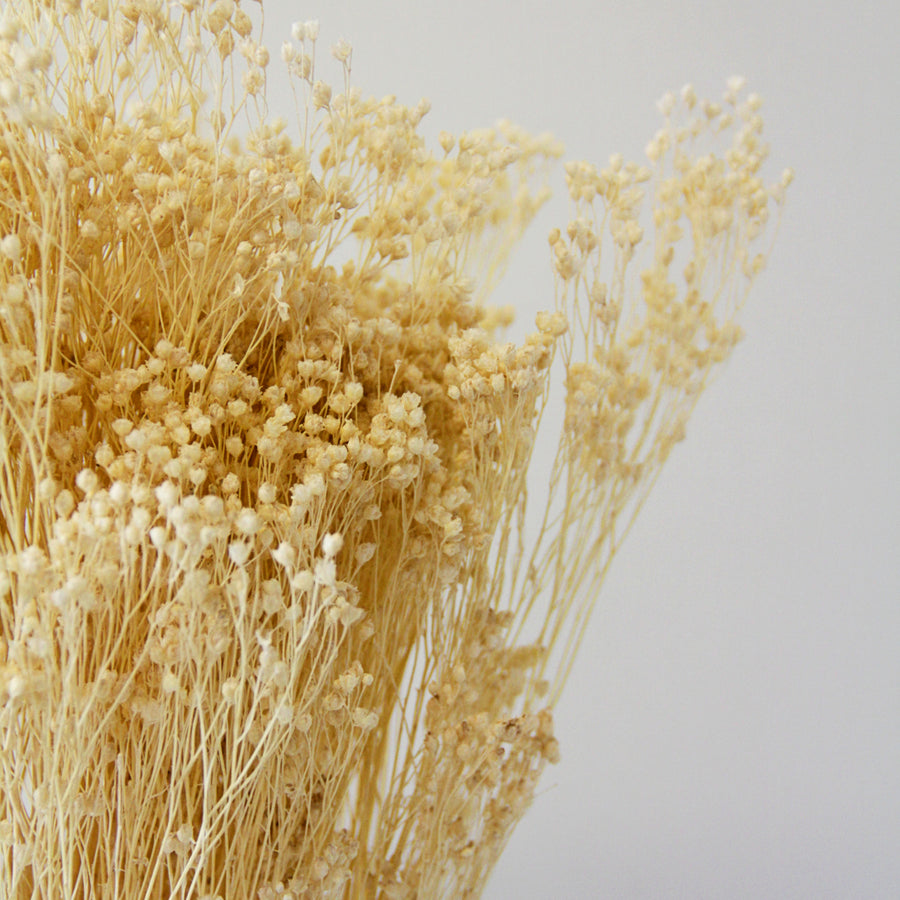 White Bleached Dried Broom Bloom Bunch broombloom7 6