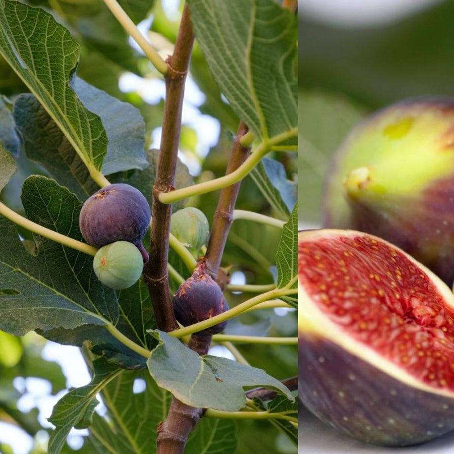 Brown Turkey Fig Tree - Ficus Carica brownturkey 4