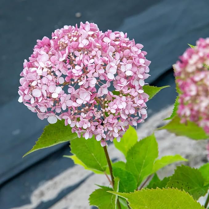 Hydrangea Arborescens Candybelle Bubblegum  3