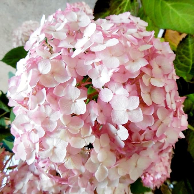 Hydrangea Arborescens Candybelle Bubblegum  1