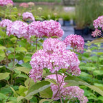 Hydrangea Arborescens Candybelle Bubblegum  4