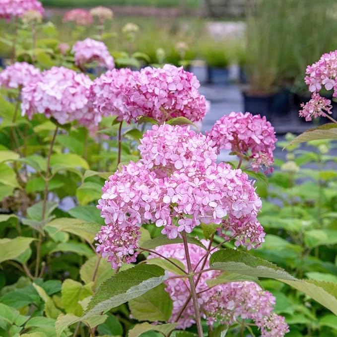 Hydrangea Arborescens Candybelle Bubblegum  4