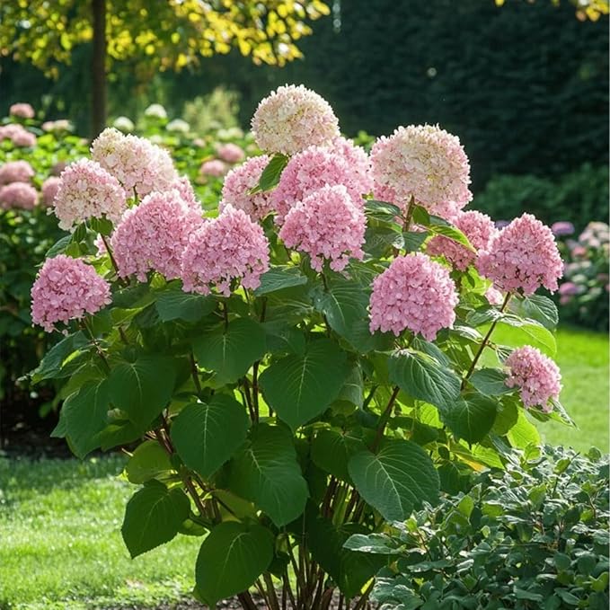 Hydrangea Arborescens Candybelle Bubblegum  2