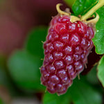 Tayberry Plant  5