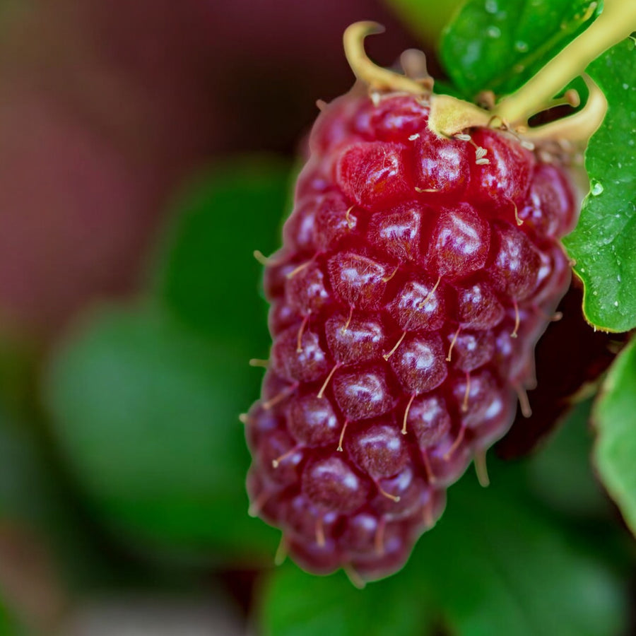 Tayberry Plant  5