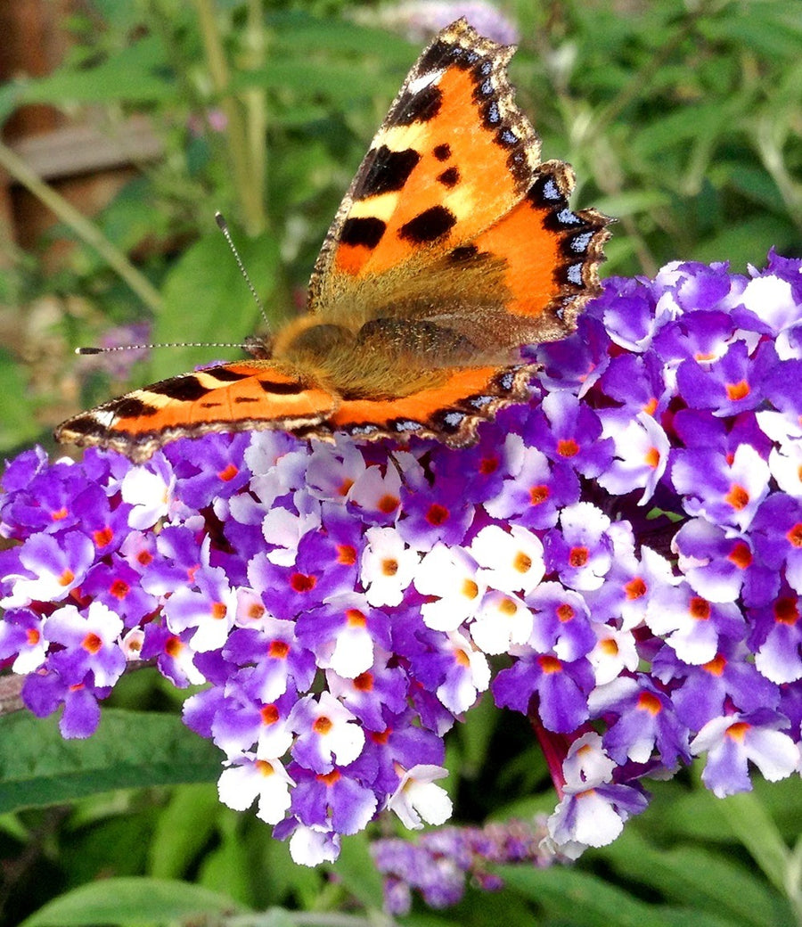 Buddleja 'Berries and Cream' Buddleja 'Berries and Cream' image2 2
