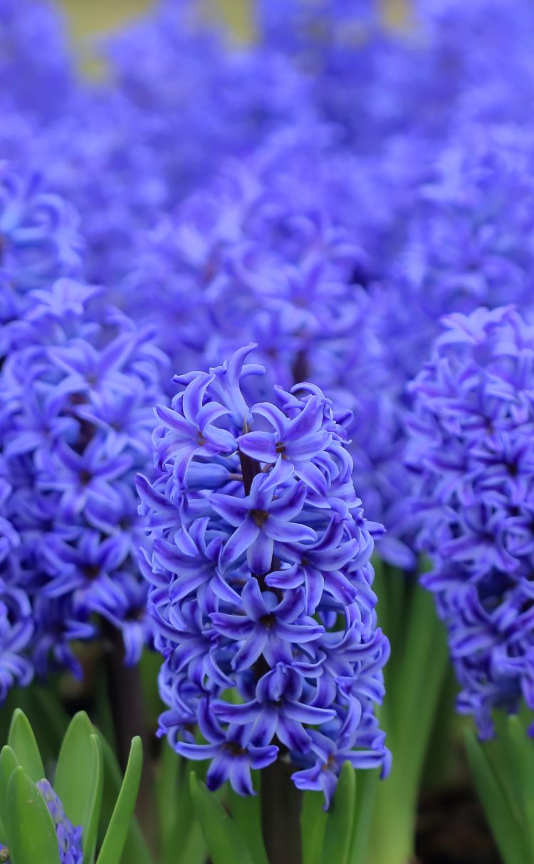Bulbs