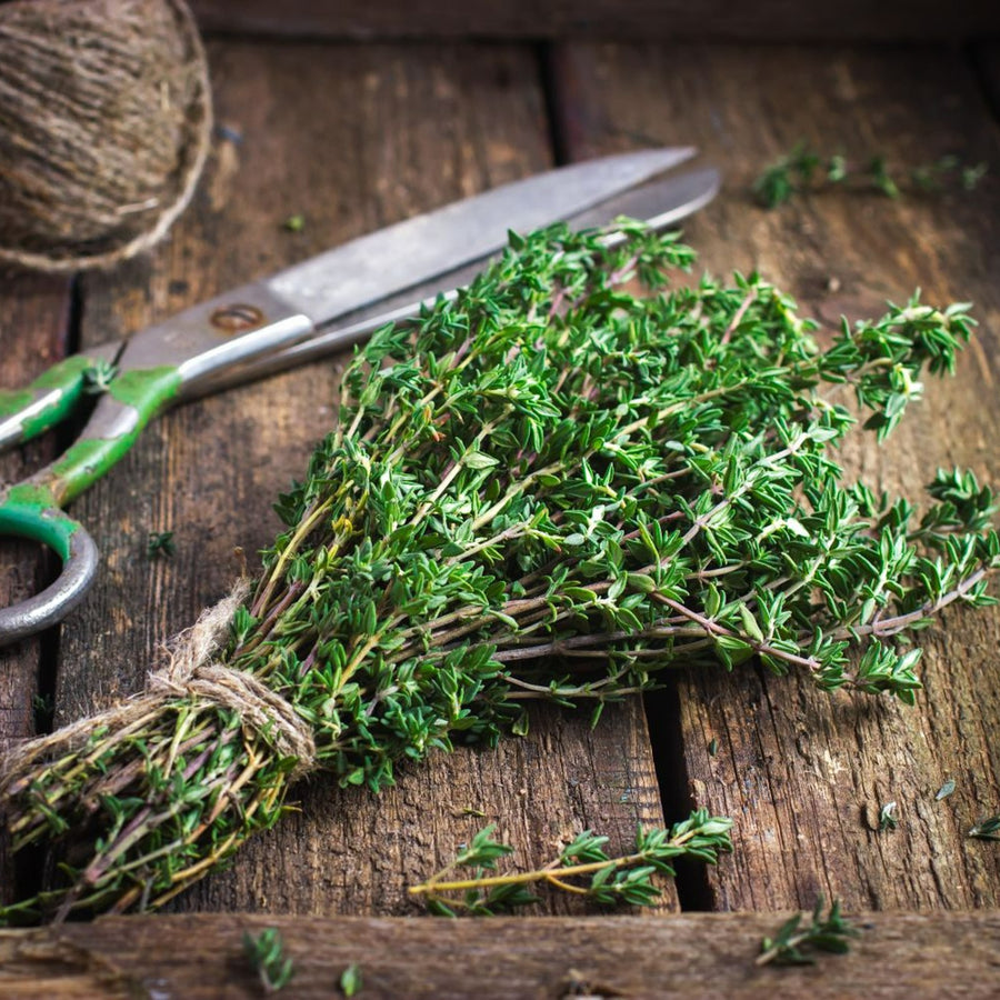 Thyme Plant  3