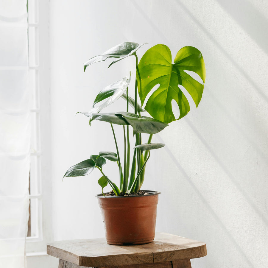The Unkillable Houseplants - Tradescantia Nanouk, Cheese Plant & Rubber Plant  2