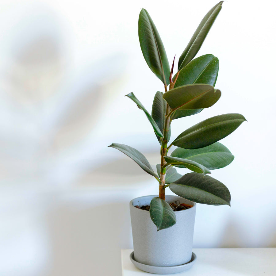 The Unkillable Houseplants - Tradescantia Nanouk, Cheese Plant & Rubber Plant  4
