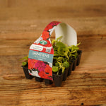 Plug Plants - Impatiens Busy Lizzie Beacon Mix  2