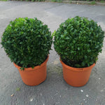 Common Box Hedging Plant  4
