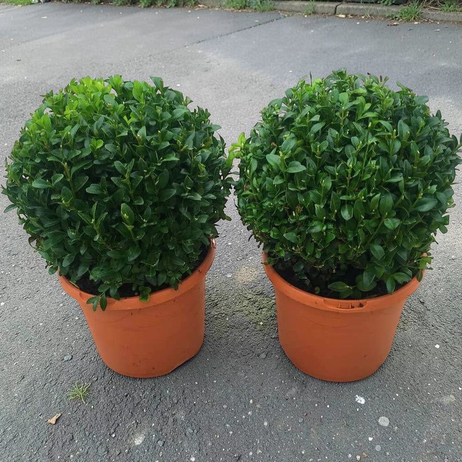 Common Box Hedging Plant  4